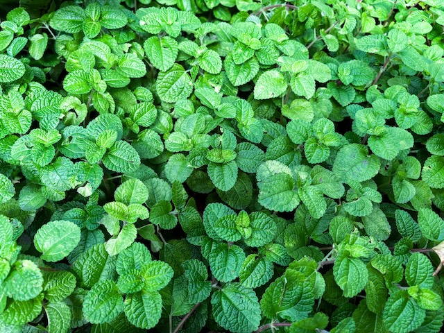 Mentha Arvensis Oil